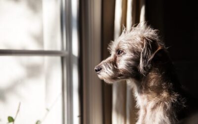 Stress et anxiété chez les animaux de compagnie