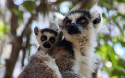 Voyage nature à Madagascar : le top 4 des sites naturels à découvrir