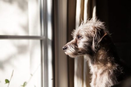 anxiété chez les animaux de compagnie